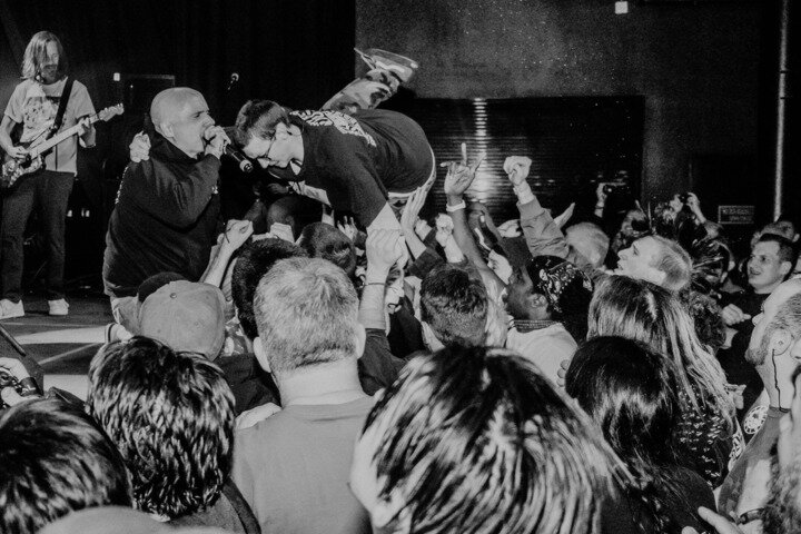 Medium gorilla biscuits